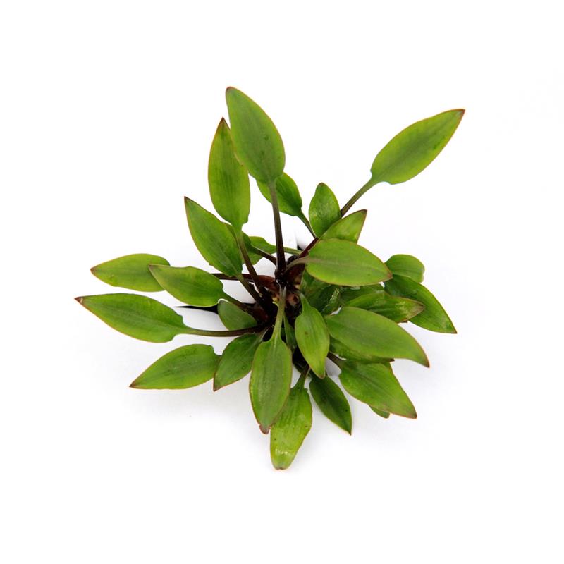 Dennerle Cryptocoryne lutea Hobbit - imagine 6